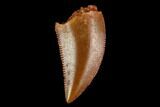 Serrated, Raptor Tooth - Real Dinosaur Tooth #124863-1
